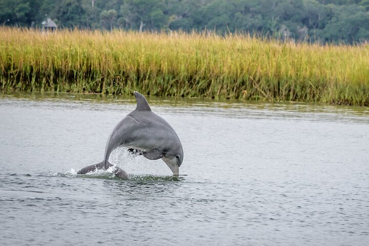 2 Hours Dolphin Eco Tour - Photo 1 of 10